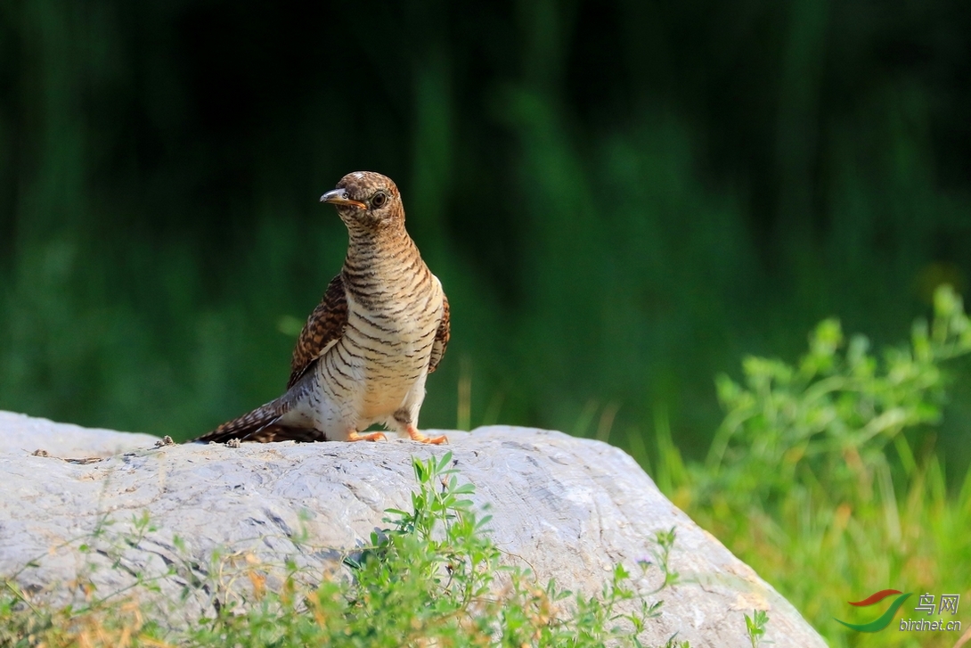 二声杜鹃与四声杜鹃的比较. - 北京版 Beijing 鸟