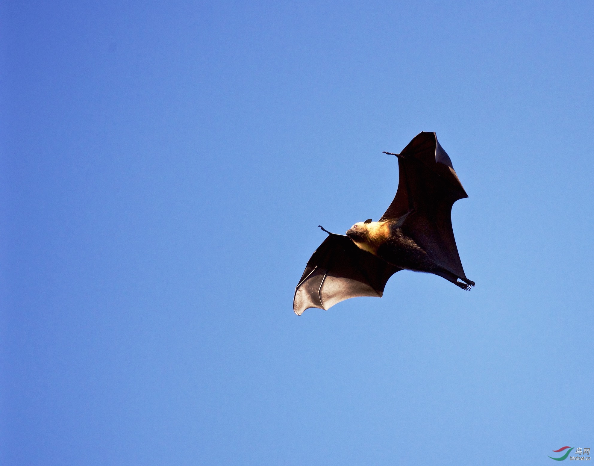 塞舌尔群岛:马岛大型蝙蝠(特有鸟种) - 黑龙江版