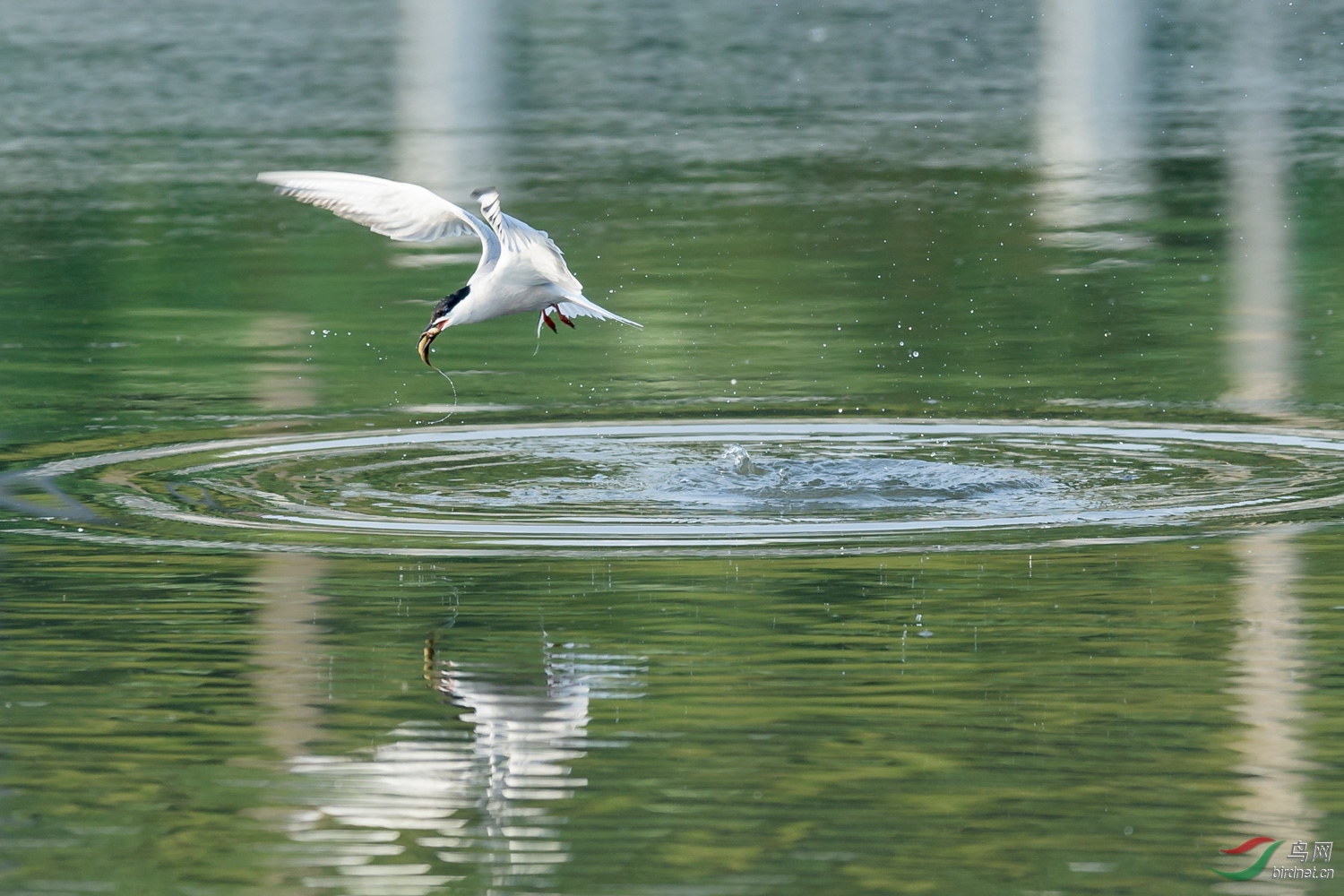 群主俺来了--贺丫丫 - 江西版 Jiangxi 鸟网