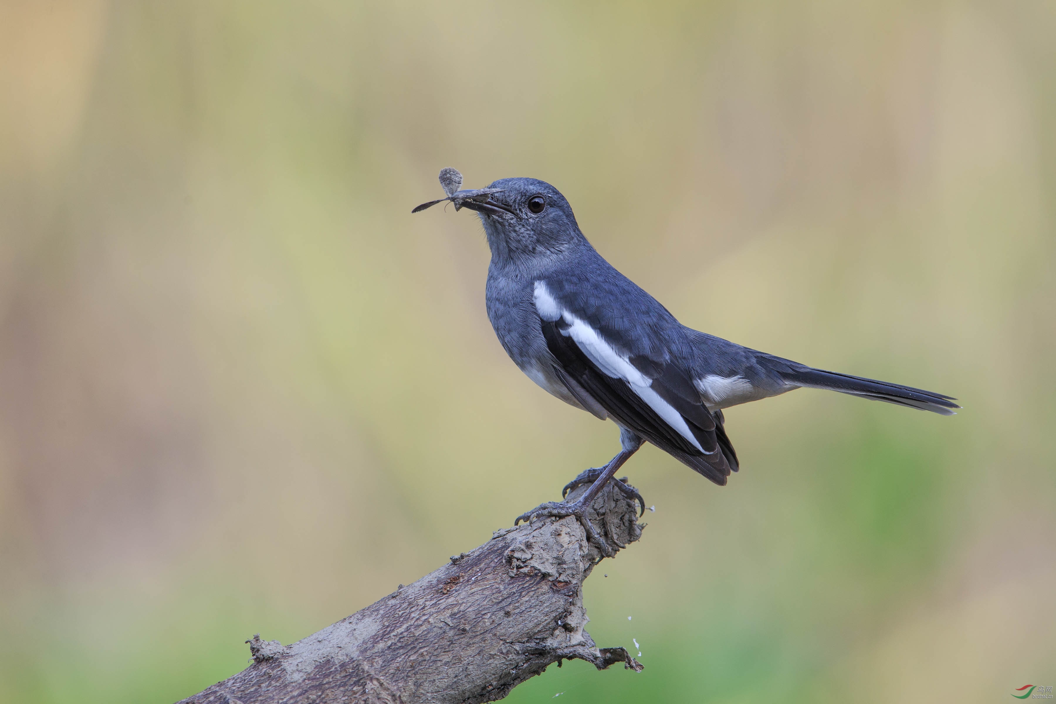 鹊鸲oriental magpie-robin