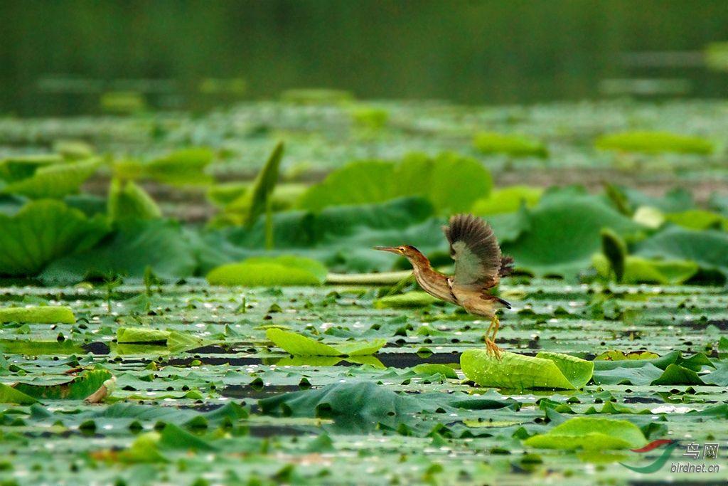 绿的主色调 - 水鸟版 鸟网