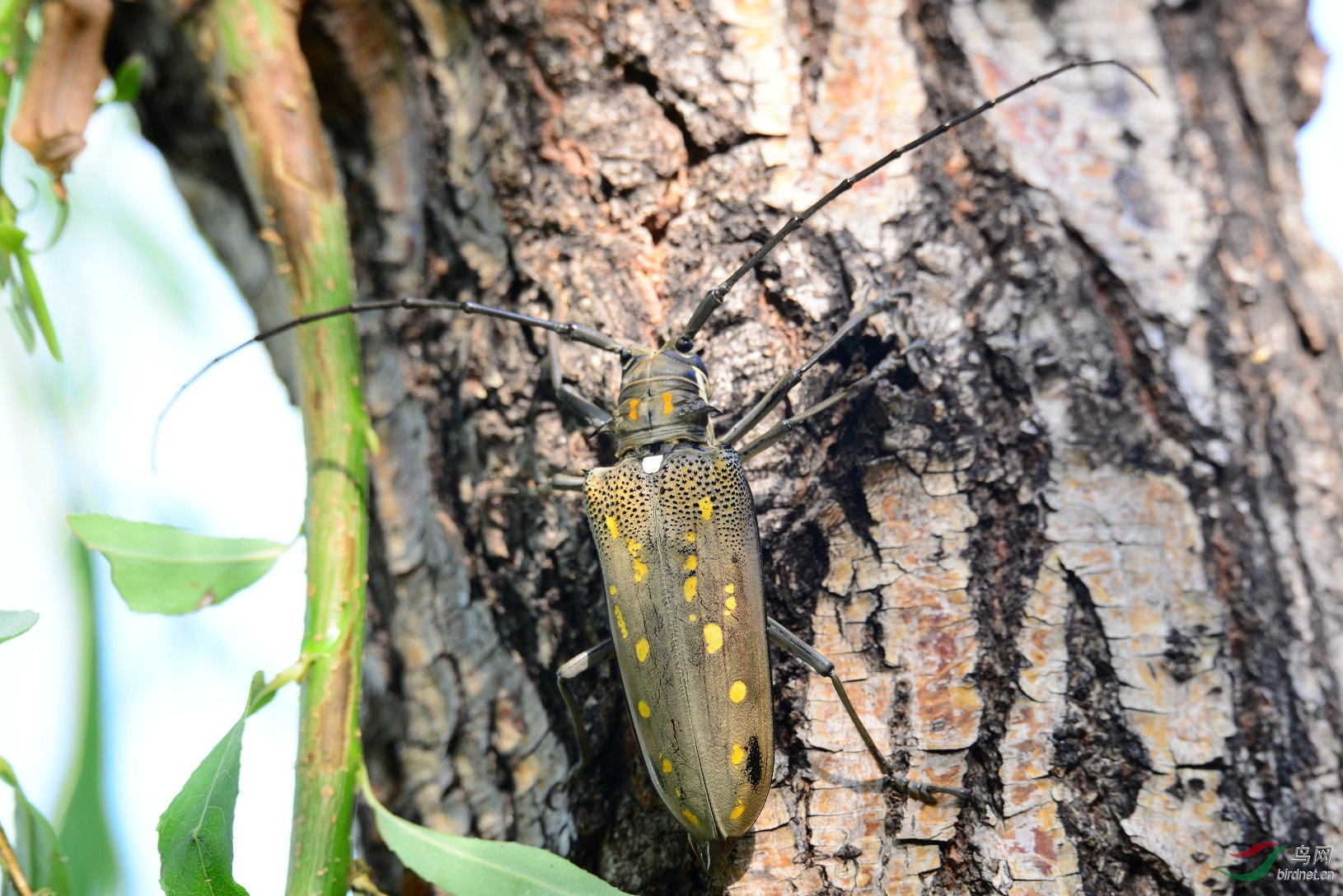 老柳树上的甲虫