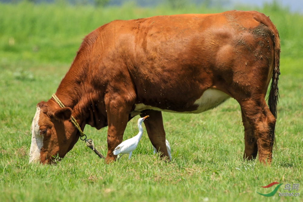 牛最喜欢的鸟