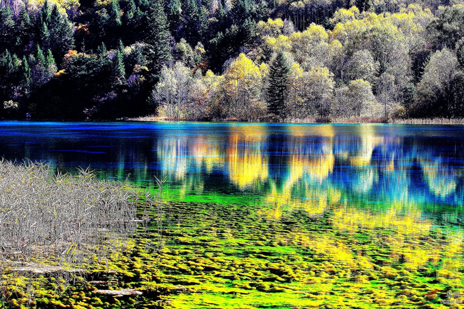 九寨归来不看水 - 地理风光版 鸟网