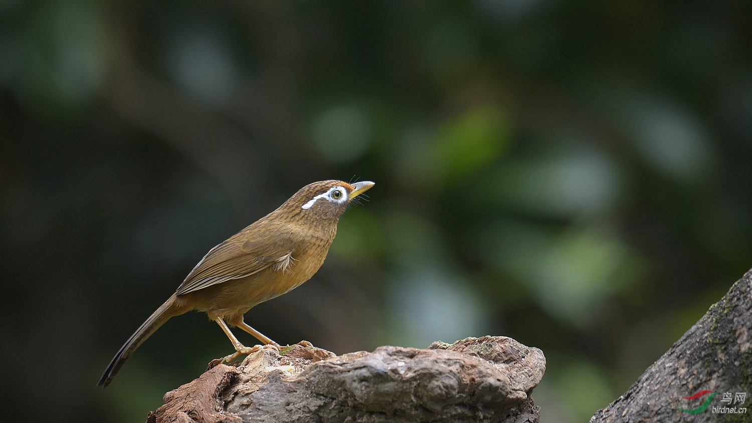 画眉:拍好身边的鸟