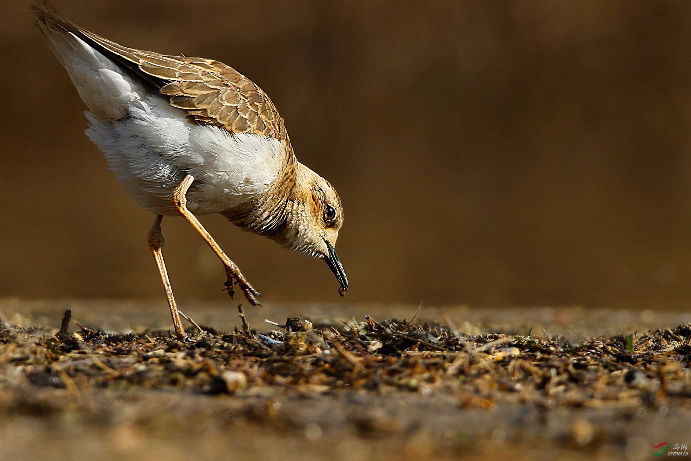 小沙鸻 - 内蒙古版 neimenggu 鸟网
