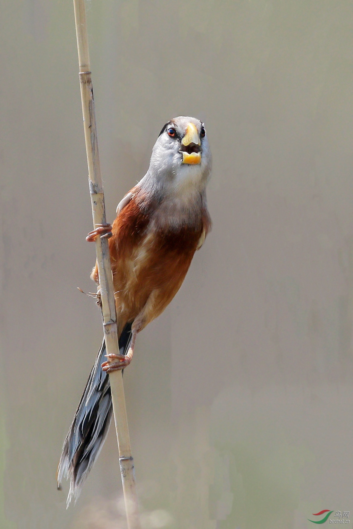 我心目中的上海市鸟震旦鸦雀七
