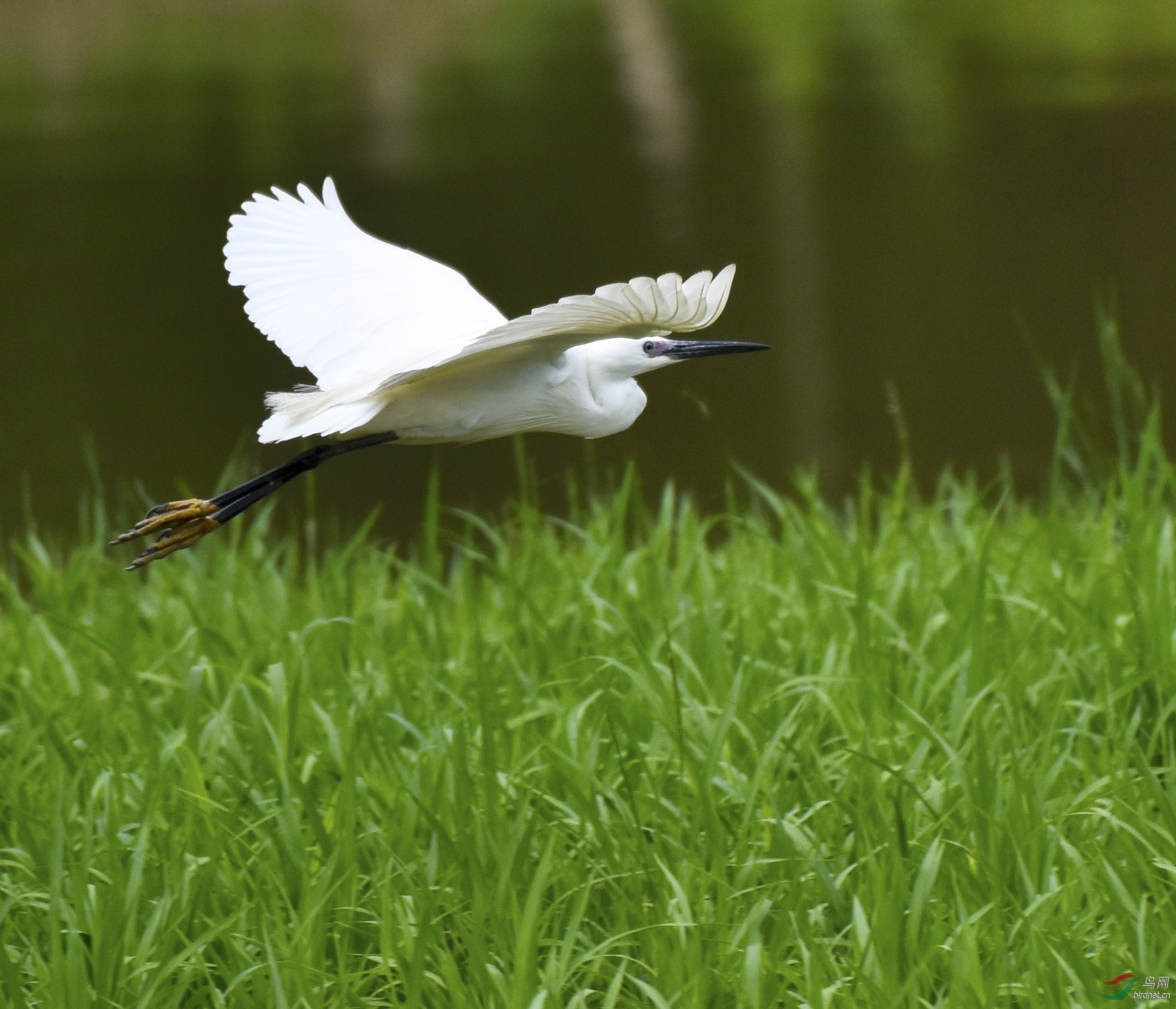 飞翔的白鹭!