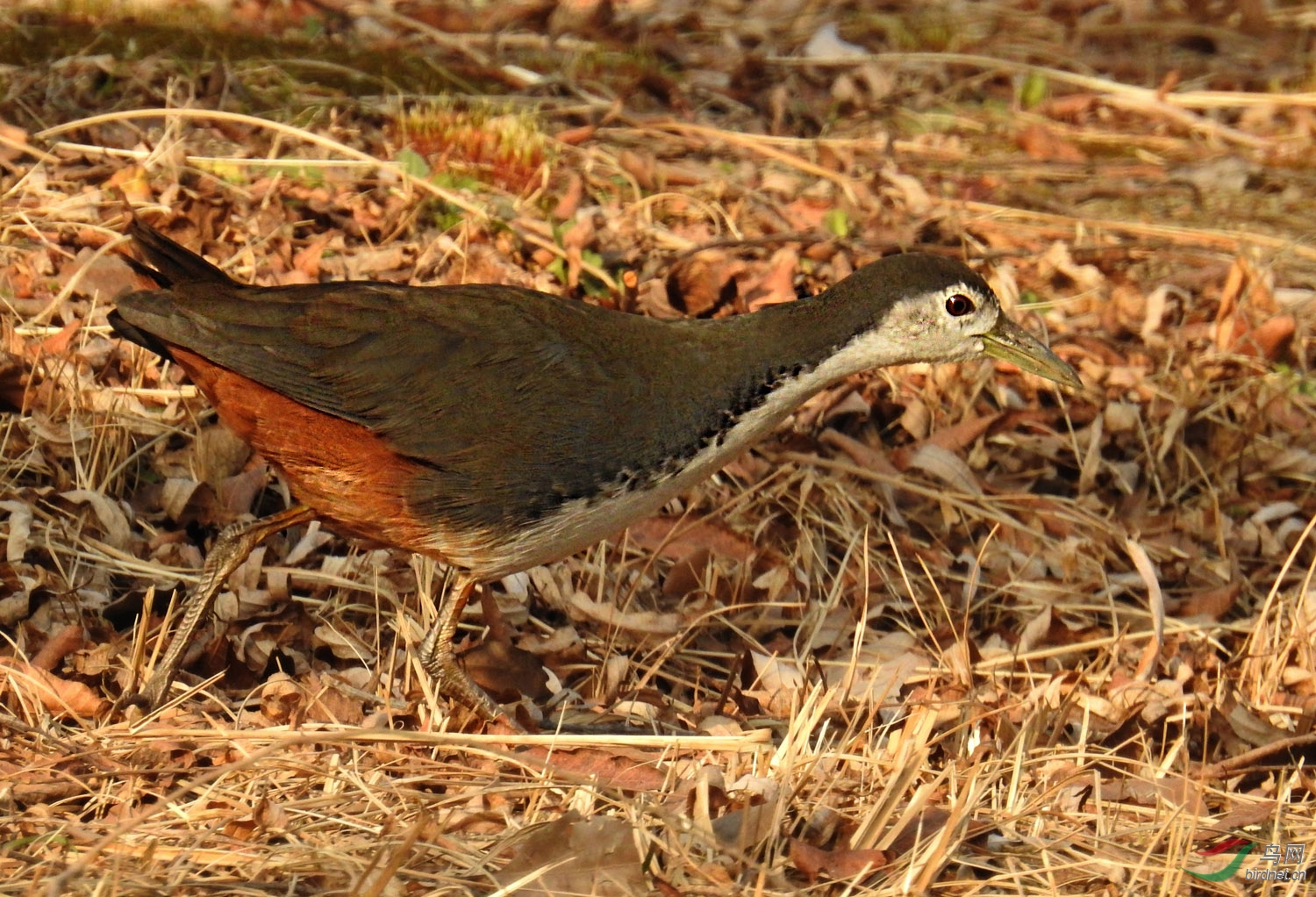 使用长焦机拍鸟的实践与体会(苏敬远)