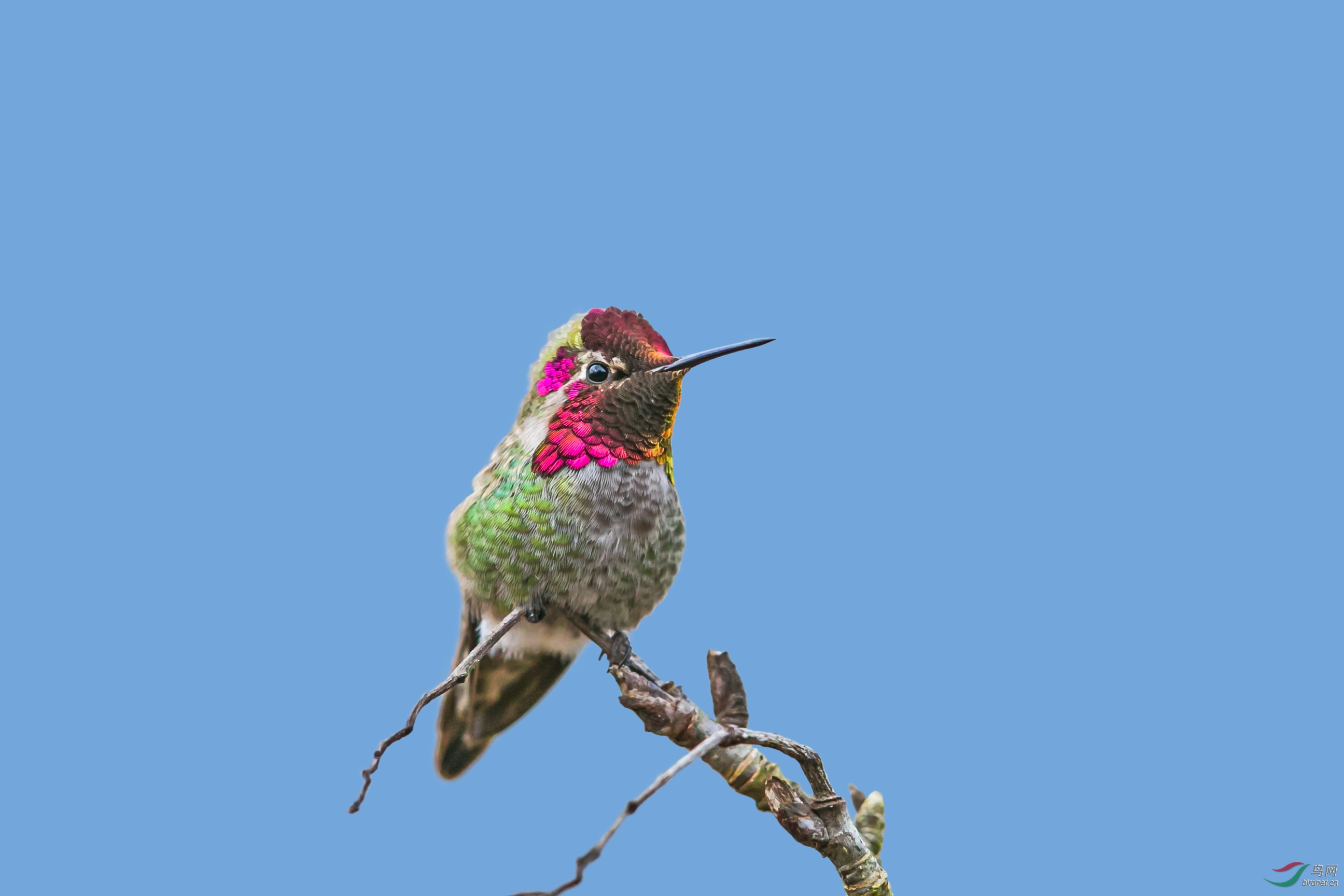 安氏蜂鸟挺立枝头恭贺荣获首页精华