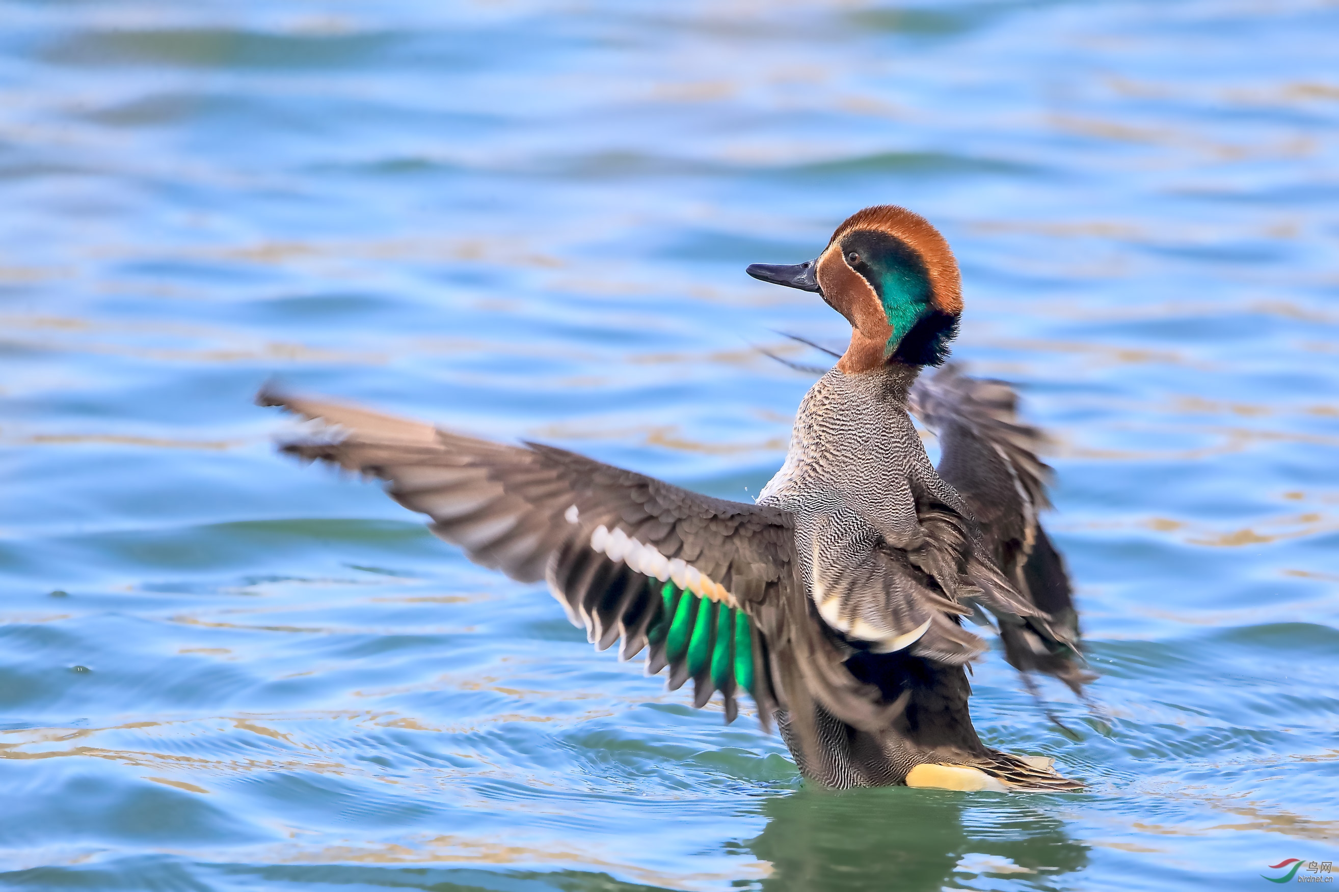 绿翅鸭展翅 - 皇城根拍鸟e族 鸟网