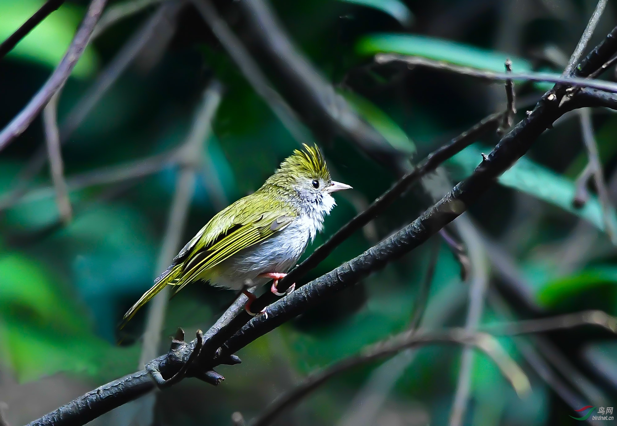 白腹凤鹛   周日问好!   谢谢浏览!